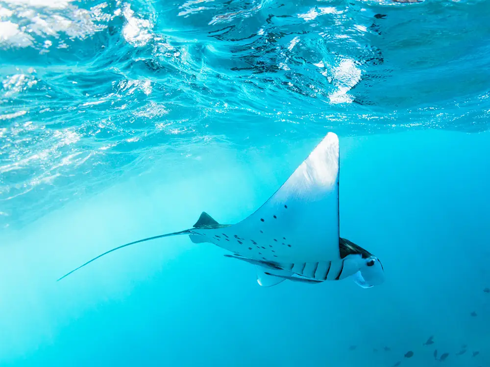 Shared Snorkeling, 3–4 Spots — Photo 2 of 4