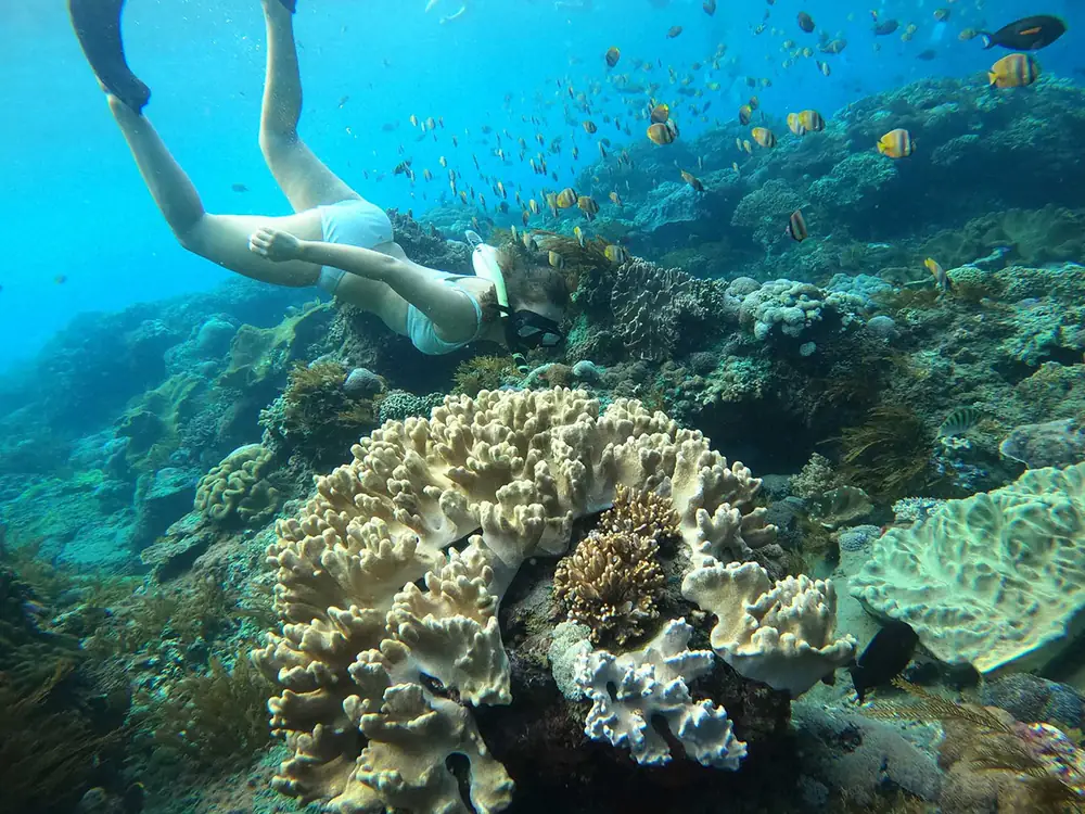 Tanjung Benoa Snorkeling — Photo 4 of 4